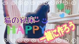 大忙し猫(ブリティッシュショートヘアー)