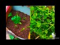 #Basala_Gardening#leaf_vegetables...#Shots...  How to Grow Basala easily...