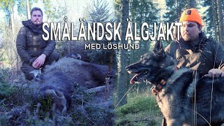 Småländsk älgjakt med löshund