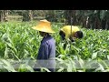 สถานการณ์การระบาดของหนอนกระทู้ข้าวโพดลายจุดในพื้นที่จังหวัดนครปฐม2562