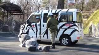 多摩動物公園の捕獲訓練２０１５