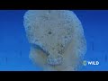 Underwater Killers (Full Episode)  World's Deadliest