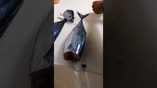 THE SIMPLEST METHOD OF CLEANING BONIT FISH