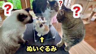 先住猫そっくりな人形と対面した時の犬と猫の反応がこちらです