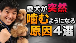 愛犬が突然人を噛むようになる原因４選