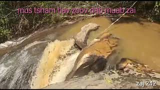 Mus tsham hav zoov dab muab zai 2/21/2019