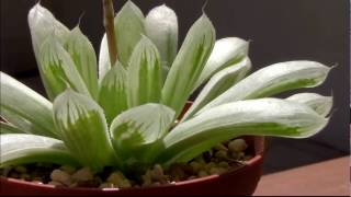 ハオルチア図鑑1. ピリフェラ錦Yorkie Lisa's Haworthia Collections