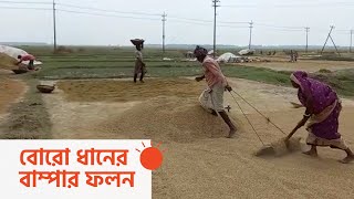 নানা শঙ্কা কাটিয়ে ফসল ঘরে তুললেন কৃষক | Bumper Production of BRRO Paddy