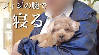 急遽パパ実家で雨宿りしていたら犬がはしゃぎ疲れて爆睡していたｗ【トイプードル】