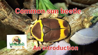 Common sun beetle. An introduction #sunbeetle #flowerbeetle #fruitbeetle