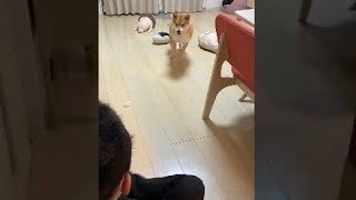 ご主人が帰宅した時のタイムラグがすごい柴犬ふぅちゃん #Shorts