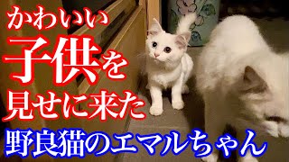 【野良猫親子】深夜2時に待望の子猫を連れてやって来た母猫