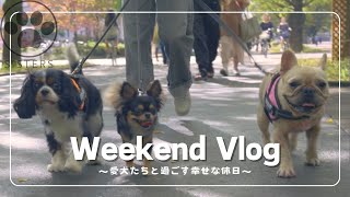 【休日Vlog】愛犬たち🐶🐶🐶とゆったり過ごす幸せな休日