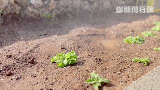 可以生吃的植物？！如此珍貴營養價值又高~就在我們 #澎湖灣行旅 園區內！ @澎湖冰花     開心農場#1