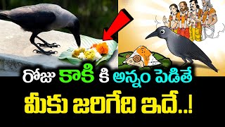 రోజు కాకికి అన్నం పెడితే మీకు జరిగేది ఇదే || Significance of Feeding Crows #KSKHome