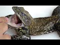 thorough explanation of the anatomy of the bullfrog