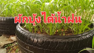 ฝนตกครั้งแรกสวยผักชุ่มฉ่ำ ผักสวนครัว ปลูกผักกินเอง จินตนาปลูกผัก Chintana Garden