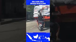 Viral Bajing Loncat Curi Beras Bulog di Dumai