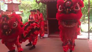 廣南武術醒獅院 , KUANG NAN WUSHU Twin Lion Dance Cai Qing Performance on the 12/5/23