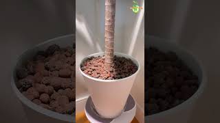 Growing Corn Plant At Home EASILY #thegreenearth #dracaena #plants