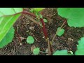 சிகப்பு வெண்டை விதைப்பு முதல் அறுவடை வரை how to grow red lady s finger from seed to harvest