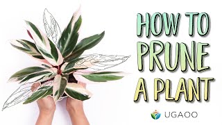 How To Prune Your Plants