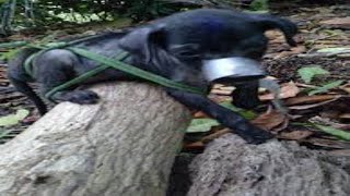 Zoosadism