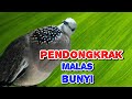 Derkuku Gacor Suara Nglaras, Cocok Buat Pancingan Burung Malas Bunyi