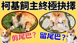 【2024】柯基提問A或B，你選哪一個? 👉有些問題確實很難抉擇😜🤪😂