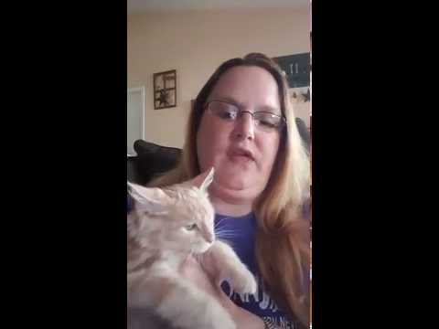 Ringworm Treatment For Cats - Simple Solution to Treat Spores and Fungi On Contact Ringworm Treatment For Cats - Simple Solution to Treat Spores and Fungi On Contact
