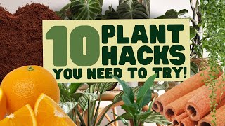 10 Mind-Blowing Houseplant Hacks You Need to Try!