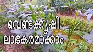 വെണ്ട കൃഷി ലാഭകരമാക്കാം - okra cultivation tips