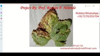 Grape Leaf Disease Detection Using CNN Convolutional Neural Network | Python Project Source Code