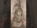 足の上でヘソ天するネコ こねこ 猫好き ねこ動画 catlover cutecat