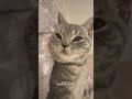 足の上でヘソ天するネコ こねこ 猫好き ねこ動画 catlover cutecat