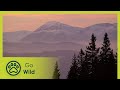 Mountains in the Sun - Go Wild