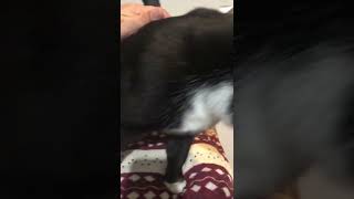 猫動画tuxedo-cat🐈しっぽとくしゃみでお返事😊白黒猫ざきお