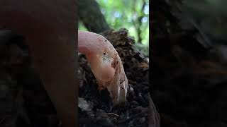 #stinkhorn #mushroom #fungi #mushroomsociety #naturetrail #fungus #mushroomphotography #nature #love