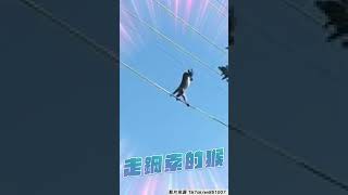 屏東猴「高空鋼索秀」　站立走電線惹網喊：太可愛｜TVBS新聞｜擠看看 #shorts