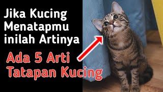 Arti Tatapan Kucing Ke Kita