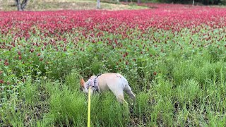 【葛尾村】【クリムゾンクローバー】原発事故により荒れ果てた農地を再生‼深紅の花が咲き誇る葛尾村‼フレンチブルドッグの親子😋