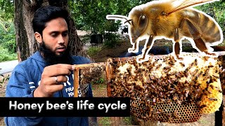 HABIT AND HABITAT OF HONEY BEES| PART-I |தேனீக்களின் வாழ்க்கை முறை|EXPLORING KANYAKUMARI