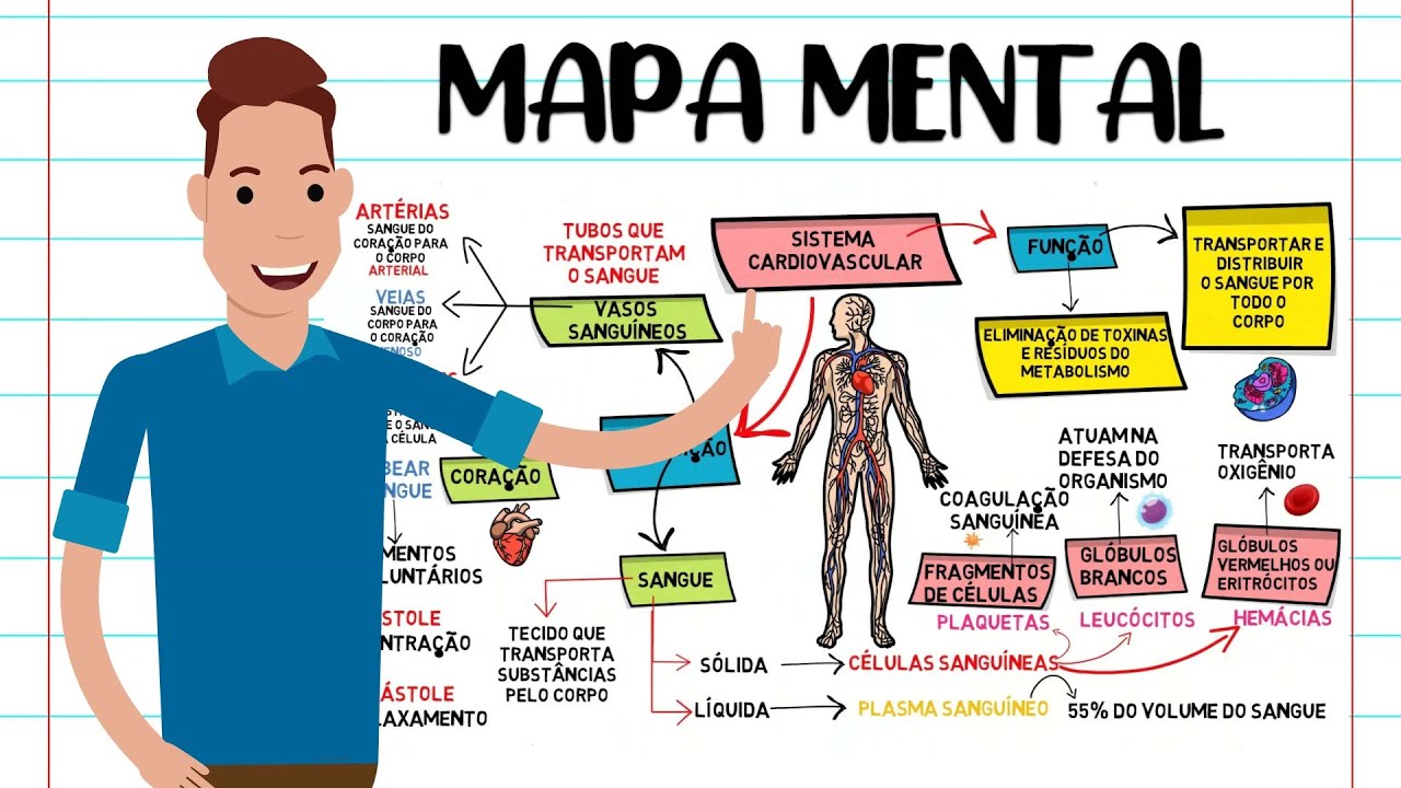 Mapa Mental Do Sistema Cardiovascular Simples Braincp