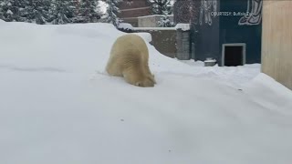 Celebrate WNY: Polar Bear Days at Buffalo Zoo