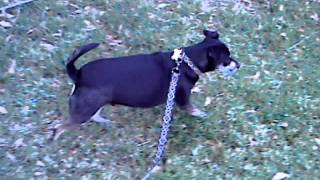 jack attack-3.avi