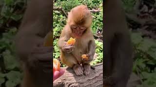 #poormonkey #babymonkey #monkey #foryou #animals #thedodo #dodo #saveanimal  #Feedingmonkey #shorts