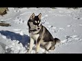 SiberianHuskiesareknownfortheirstriking