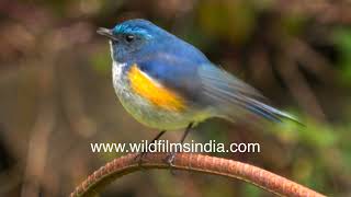 Beautiful orange flanks, flicking aquamarine tail, nervous demeanour: meet Orange-flanked Bush Robin