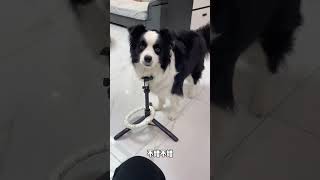 边牧的智商发挥还是这么稳定！ #pets#smartdog#funny#萌宠