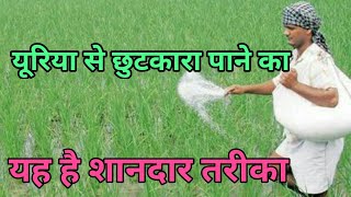 Homemade Nitrogen , घर पे फ्री में नाइट्रोजन बनाने का तरीक़ा जो  दिलाएगा आपको यूरिया से मुक्ति